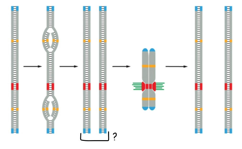 <p><span><span>What is the arrow indicating?</span></span></p>
