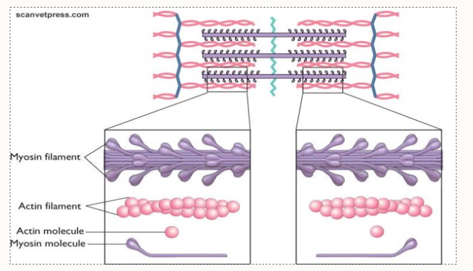 <p>Myosin = fibrous tail and globular head</p><p>Actin = globular protein, 2 chains that are coiled around each other with tropomyosin twisted around and troponin spaced at regular intervals.  </p><p></p>