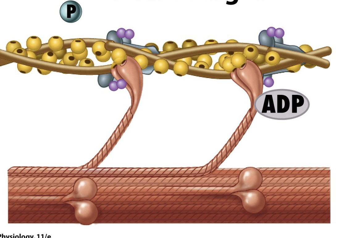 <p>after hydrolyzing ATP, myosin binds to actin to form crossbridges</p>