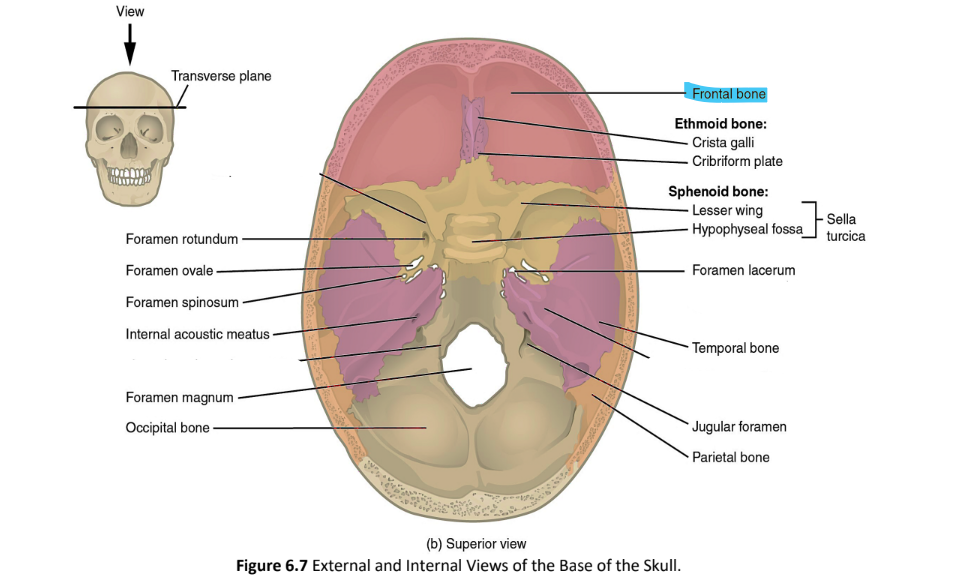 <p>frontal bone</p>