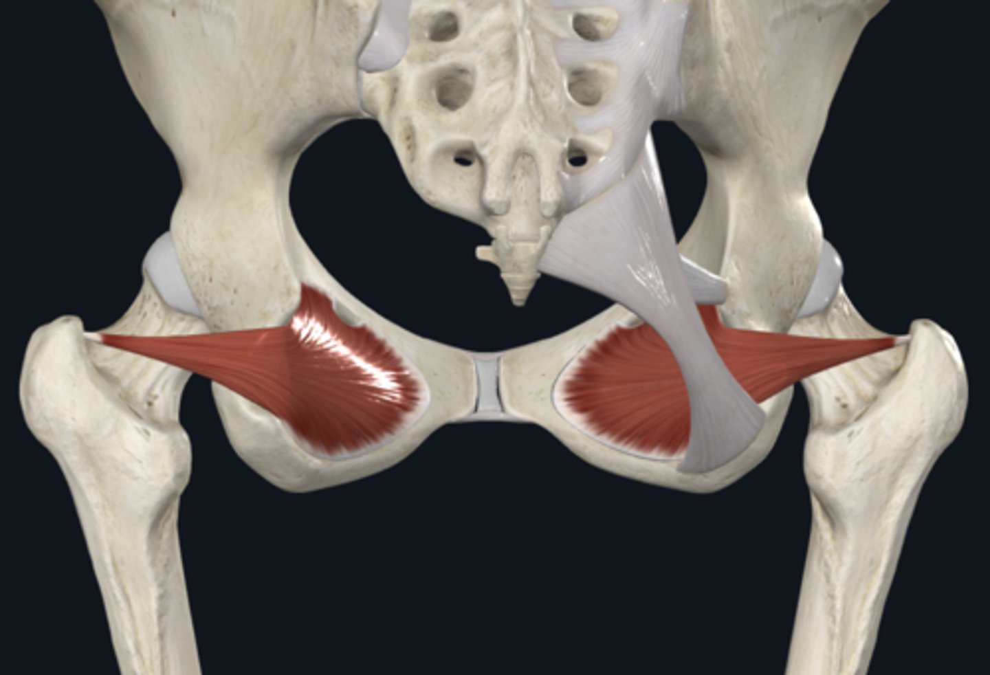 <p>What is the Lateral wall of the pelvis? what does it cover? </p>