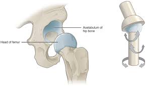 <p>hip and shoulder joints </p>