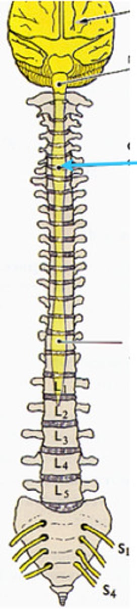 <p>supplies nerves to the shoulder and upper limbs</p>