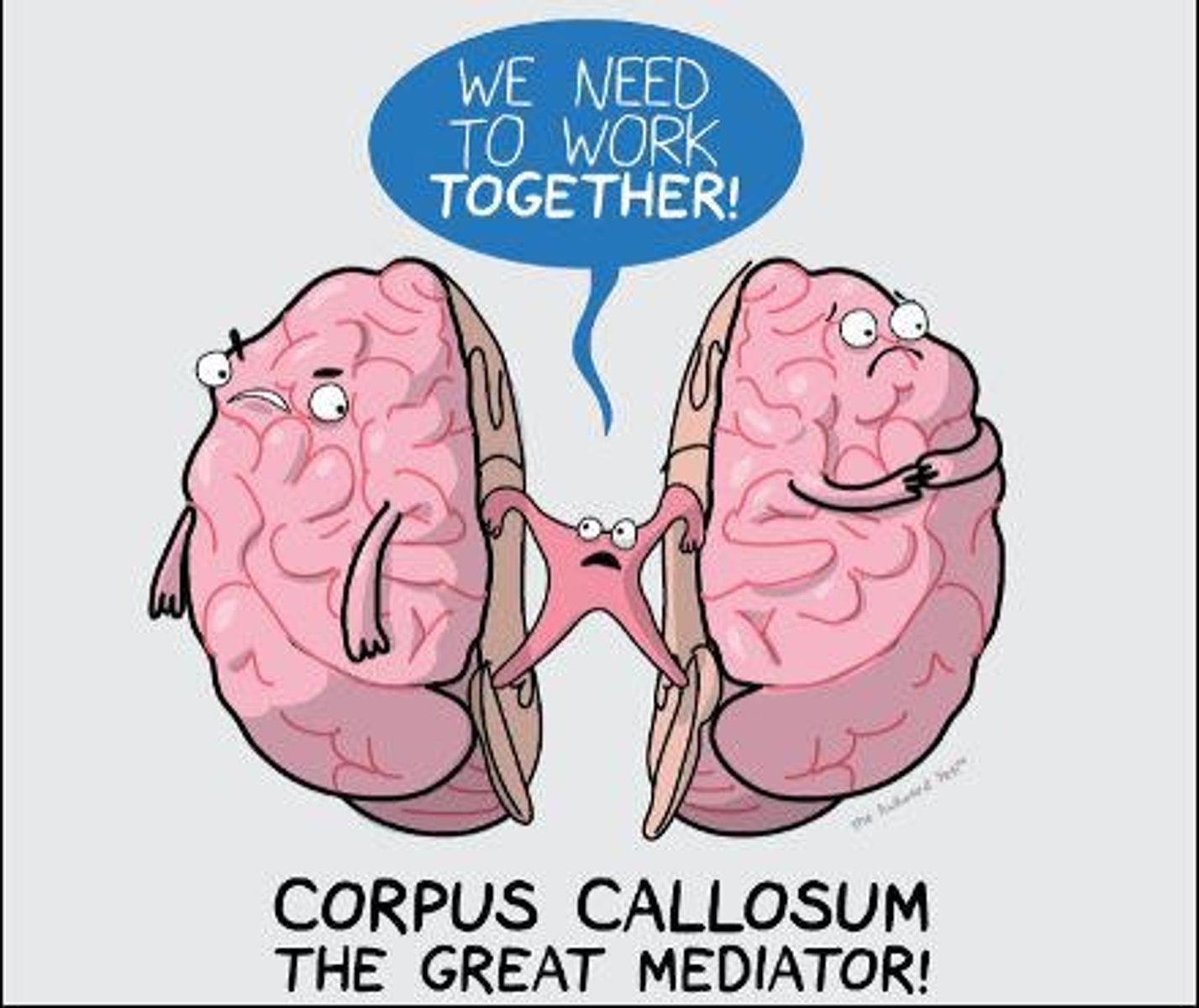 <p>A bundle of nerve fibers connecting the two cerebral hemispheres.</p>