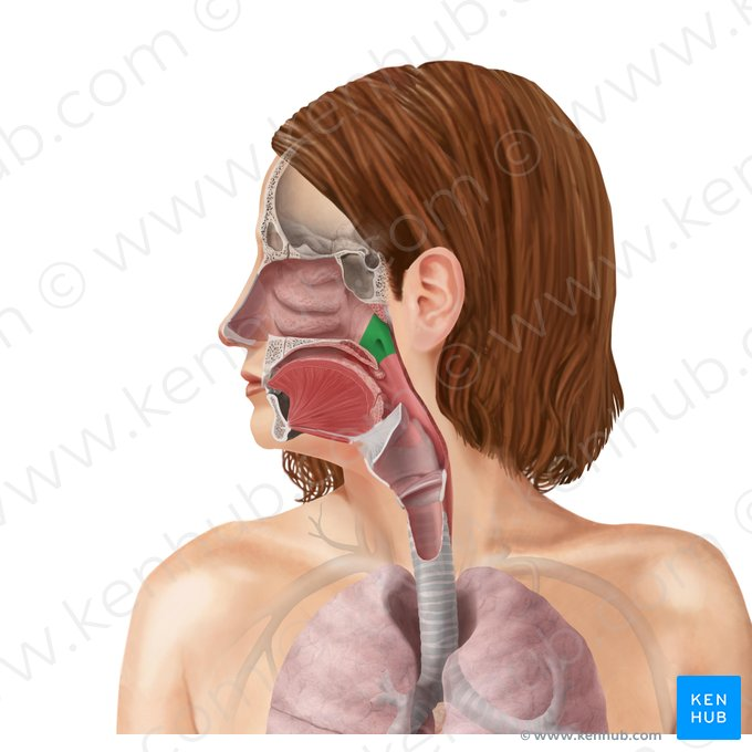 <p>The uppermost part of the pharynx, located behind the nasal cavity and above the soft palate. It functions as an airway.</p>