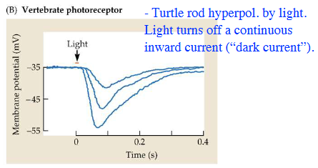 <p>Turtle rod hyperpolarized by light.</p>