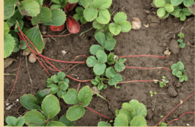 <p>What kind of modification is this?</p>