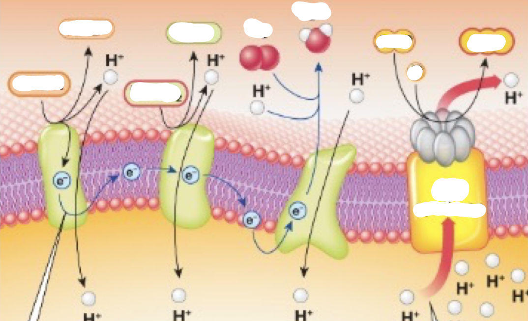 <p>Complete the oxidative phosphorylation diagram</p>