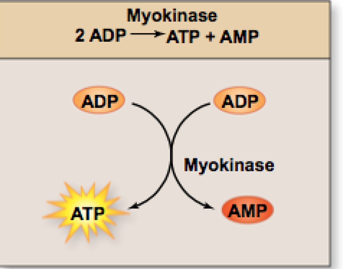 <p>transfers Pi from one ADP to another, converting the latter to ATP</p>