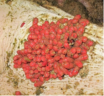 <p>Gastrophilus</p><p>Bot fly</p>