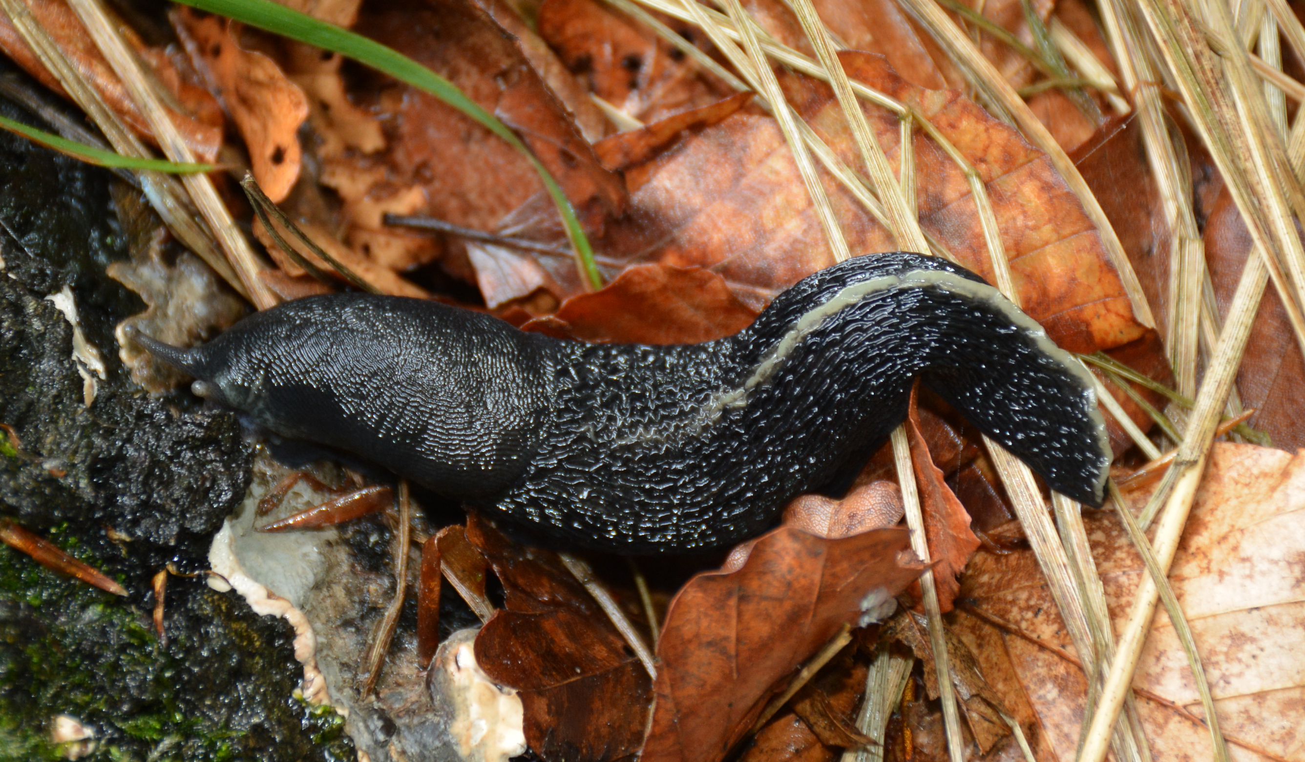 <p>Kmeň: Mollusca (mäkýše)<br>Trieda: Gastropoda (ulitníky)<br>Skupina: Pulmonata (pľúcnatce)</p>