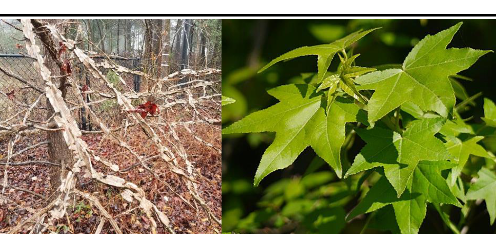 <p>Altingiaceae</p><p>Liquidambar styraciflua</p>