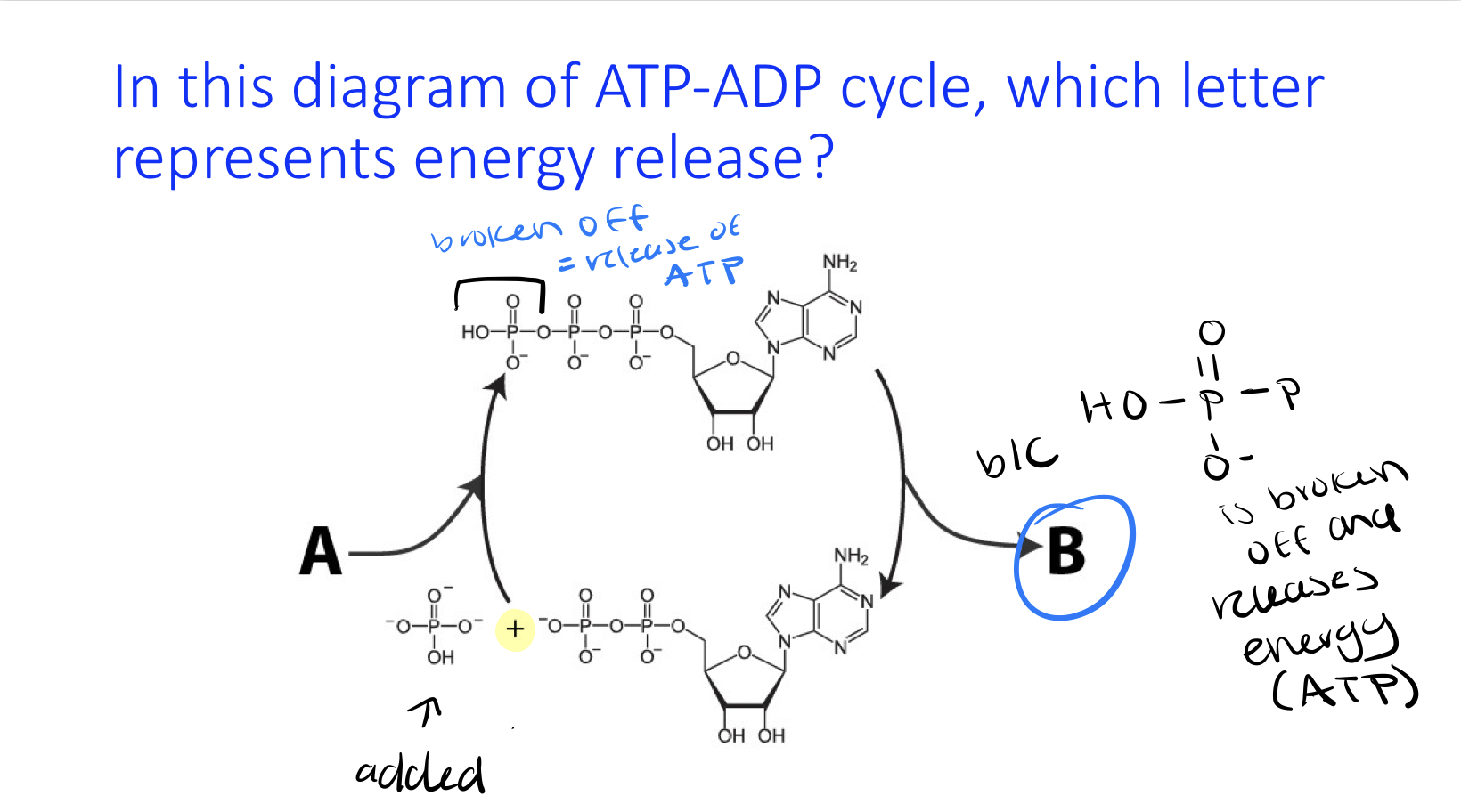 In this diagram of ATP-ADP cycle, which letter
represents energy release?

\
A or B