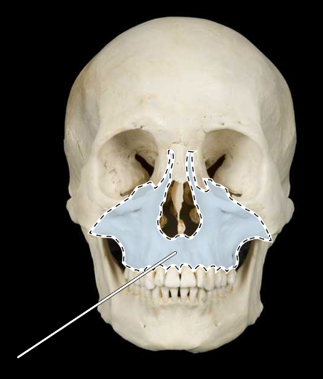 <p>Name this bone.</p><p>(Skull, anterior view).</p>