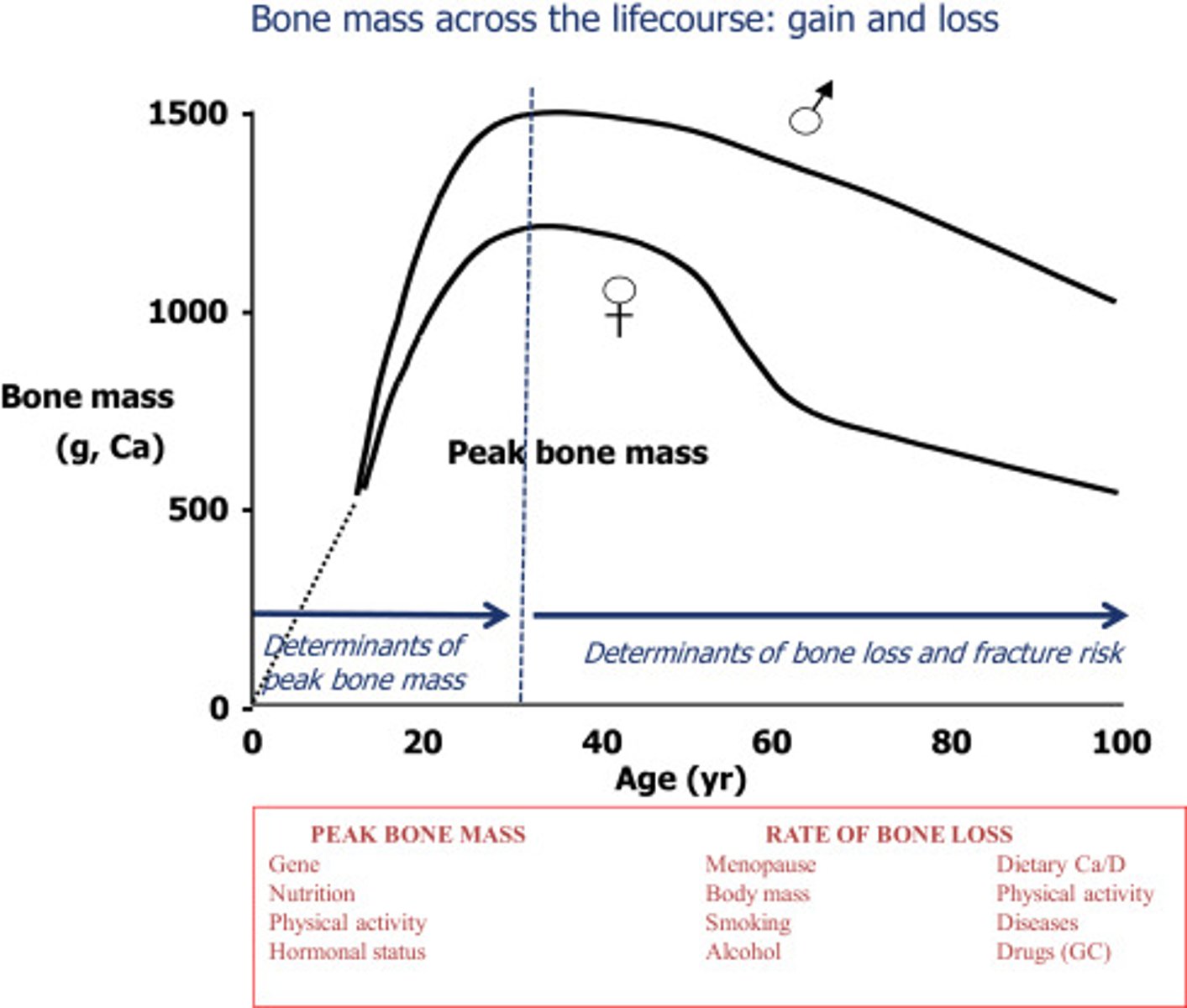 <p>- bone mass peaks at age 25-30</p><p>- starts decreasing after menopause/age50-60 in men</p><p>- women have two phases of bone loss: rapid (menopause related) and slower (age-related)</p>