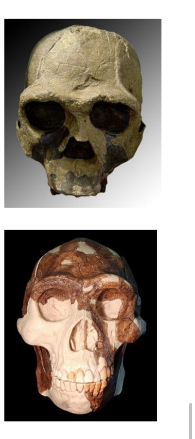 <p>Homo ergaster</p>