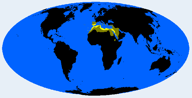 <p>Trans Mediterranid (Mediterranid)</p>