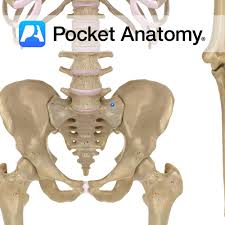 <p>wing like structure</p>