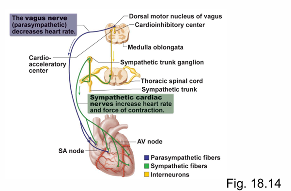 <p>SNS = excites</p><p>PSNS = inhibits</p>