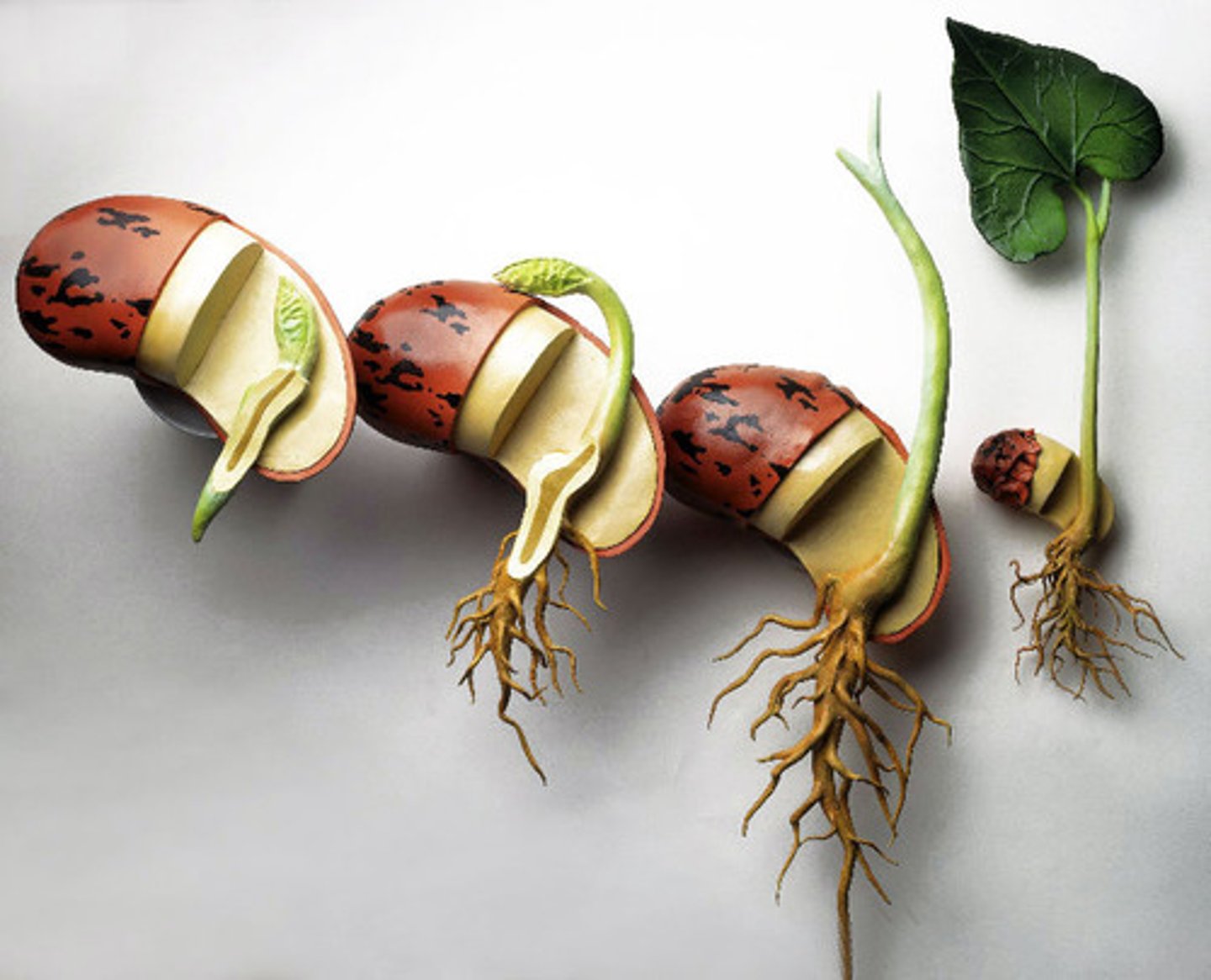 <p>the combined action of auxins and cytokinins regulates root and stem growth</p><p>auxins are synthesised by stem meristem and cytokinins by root meristem</p><p>--&gt; auxins then move downwards towards root resulting in geotropism whilst cytokinin moves up towards shoot through vascular bundles (phloem and xylem)</p><p>the ration of auxin:cytokinin determines root and shoot development</p><p>--&gt; high auxin: cytokinin favours root development</p><p>--&gt; high cytokinin: auxin favours shoot and bud development</p><p>the ratio also determines apical dominance</p><p>--&gt; as auxin is transported down the apical meristem, lateral bud formation is inhibited</p><p>--&gt; but upward movement of cytokinins stimulates lateral bud formation</p><p>auxins lead to meristematic cell division while cytokinins lead to differentiation of cells</p><p>--&gt; cytokinins inhibit meristematic activity of auxins and thus together regulate cell division and differentiation</p>