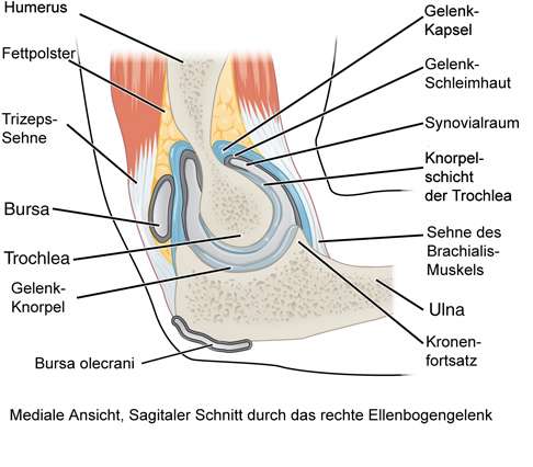 <p>„Gelenkschmiere“, wird von Gelenkkapsel (Membrana synovialis) produziert</p><p>→durch WU wird sie von Synovialhaut des Gelenkknorpels abgesondert → weniger Druck auf Gelenken</p>
