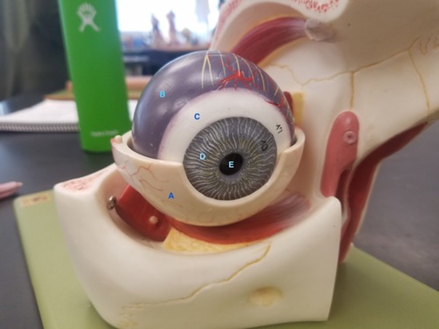 <p>Identify Structure A</p>