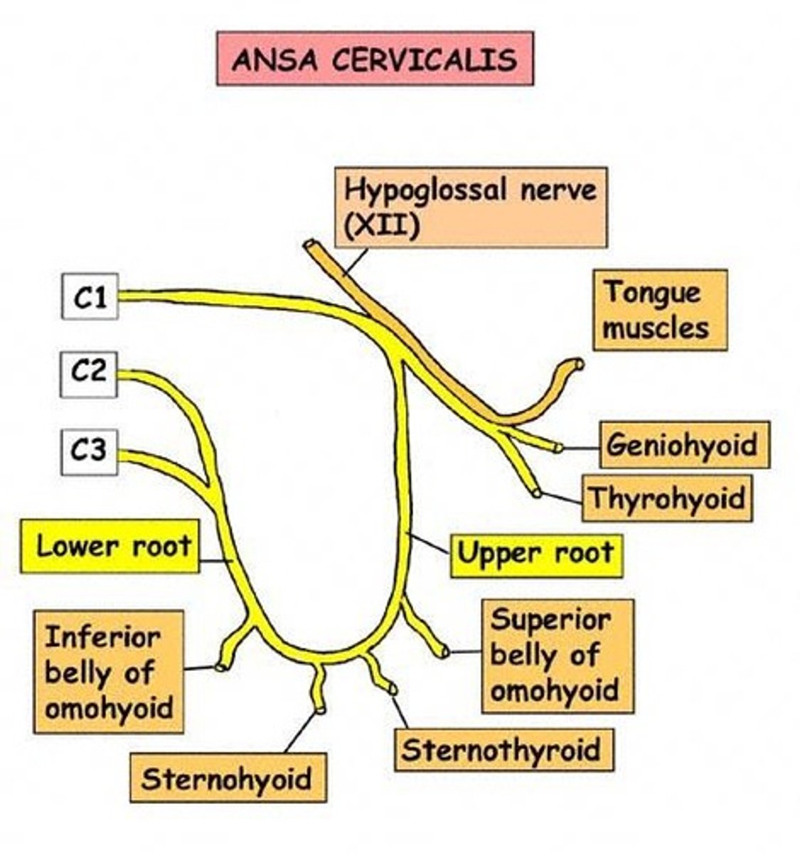<p>Loop between C1 and C3, connects cervical plexus</p><p>Loops around carotid sheath and then branches out</p>