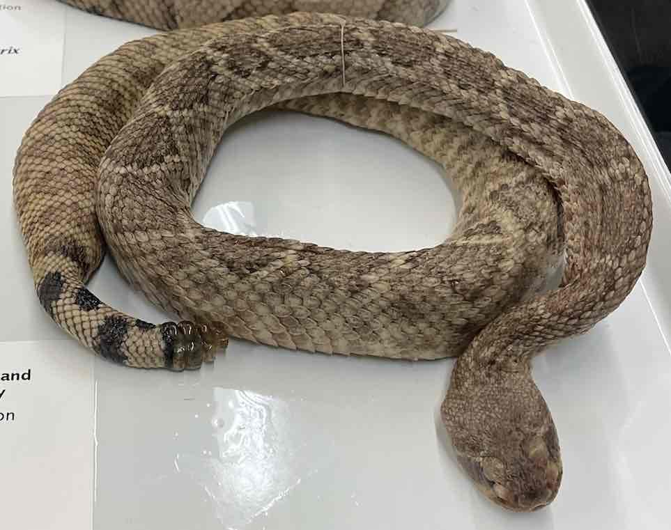 <p>Western diamondback rattlesnake</p>