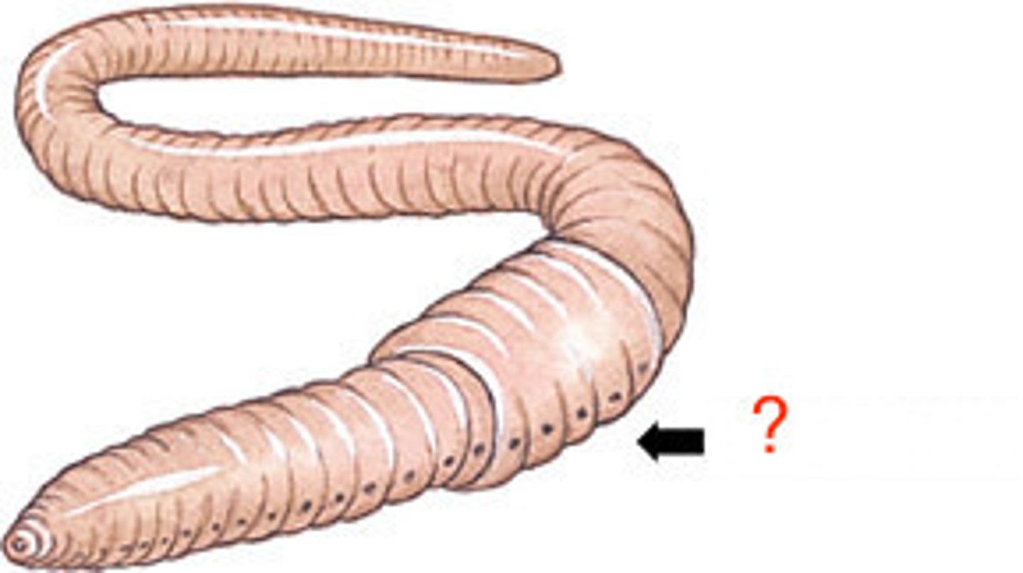 <p>Produces cocoon which egg and sperm fertilize in.</p>