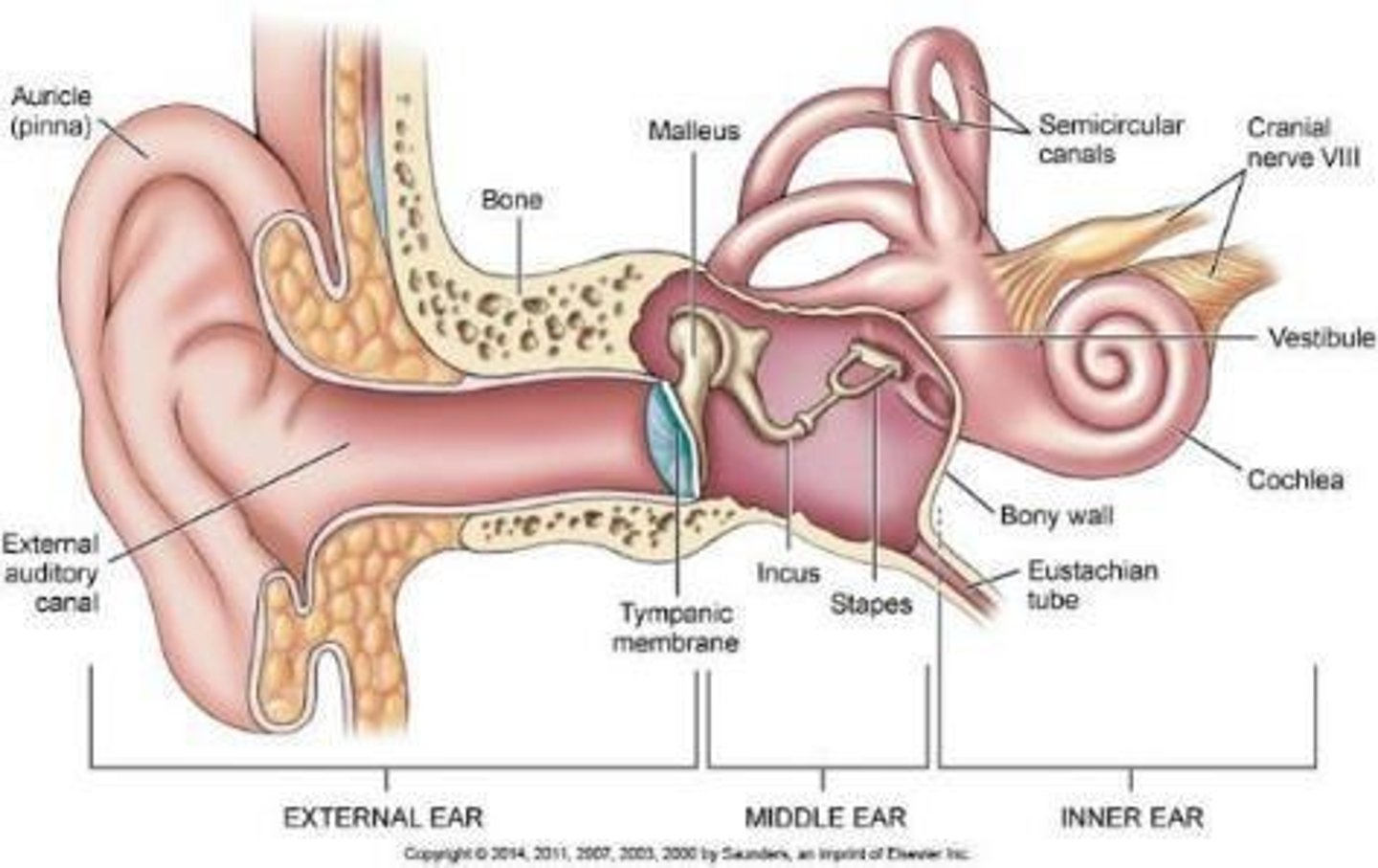 <p>Pinna, Ear canal, ear drum, middle ear, and inner ear.</p>