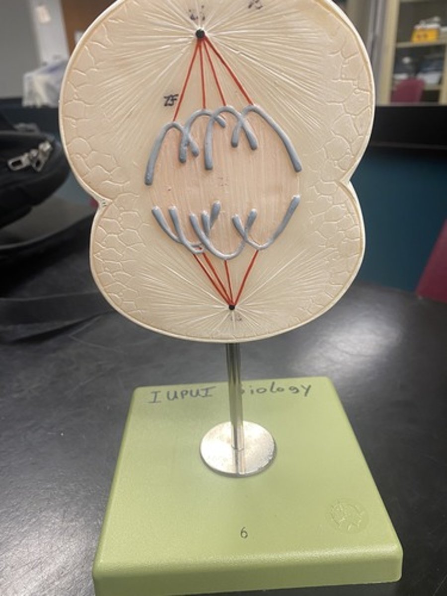 <p>Define mitosis stage</p>