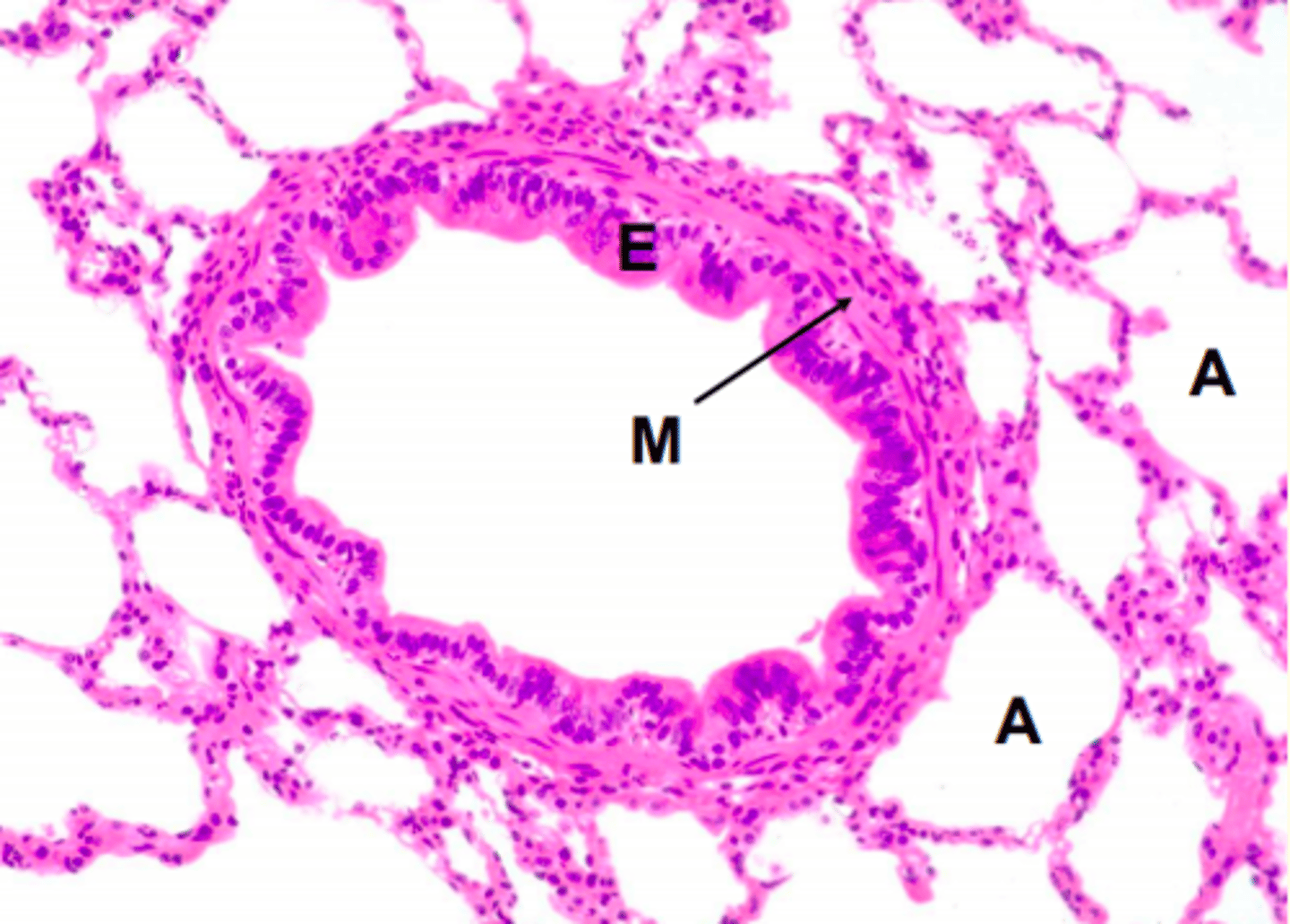 <p>Cuboidal epithelium</p>