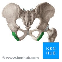 <p><span style="color: red"><strong>ISCHIAL TUBEROSITY</strong></span></p>