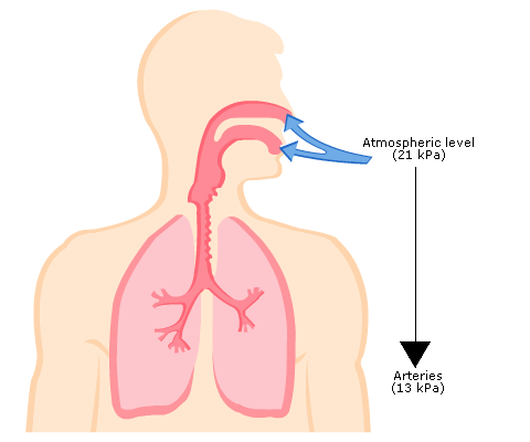 <p>The measure of oxygen pressure in arterial blood, showing how well oxygen is moving from lungs to blood.</p><p>Abbreviation: PaO2</p>