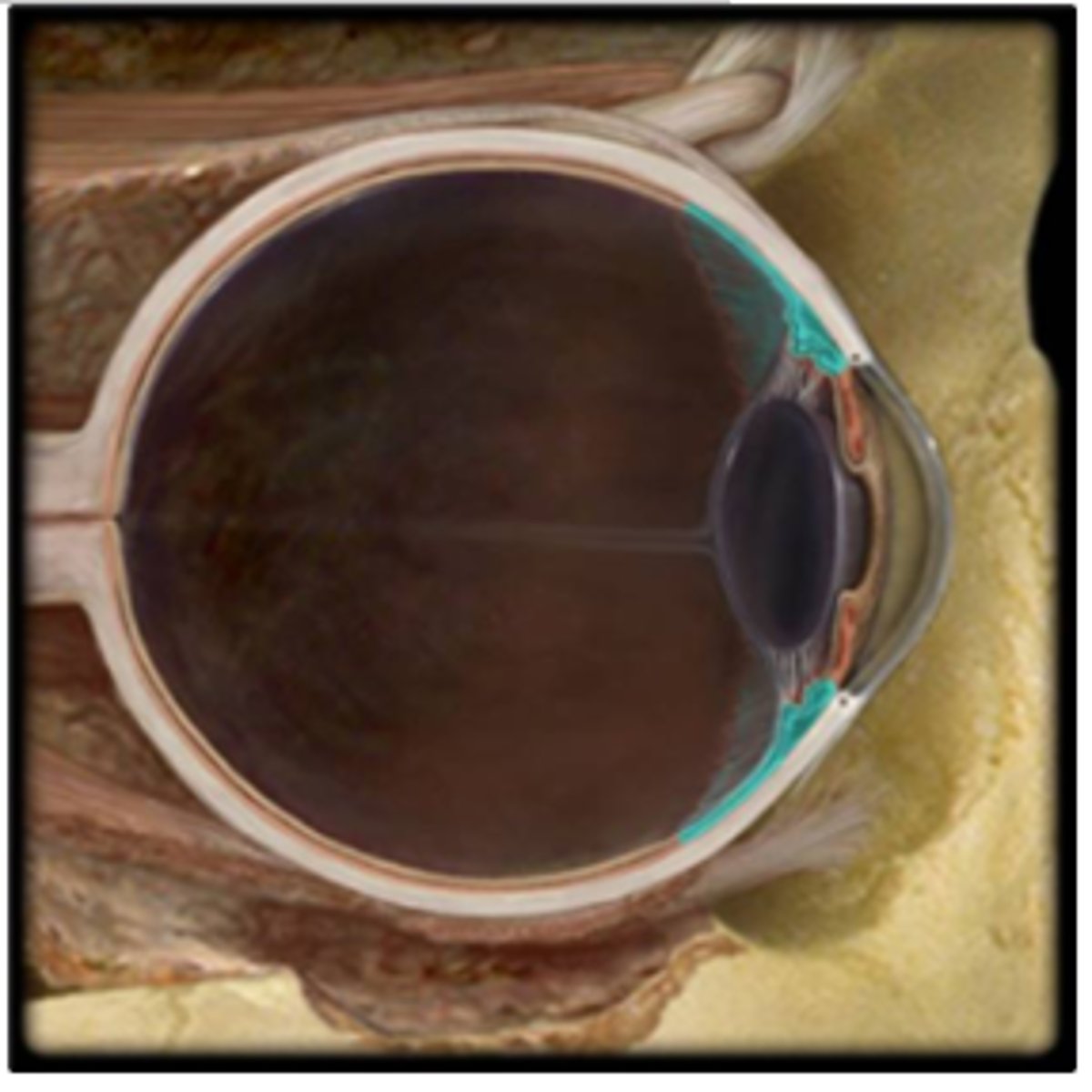 <p>Which structure is highlighted?</p><p>a. ciliary body</p><p>b. pupil</p><p>c. cornea</p><p>d. iris</p><p>e. lens</p>