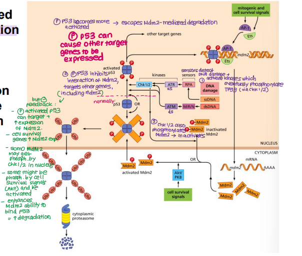 <p><strong><u>Increases </u></strong>TP53 activity</p><p><strong><u>Decreases </u></strong>Mdm2 activity (via Chl1/2) and <strong><u>increases </u></strong>activity via Akt surviv</p>