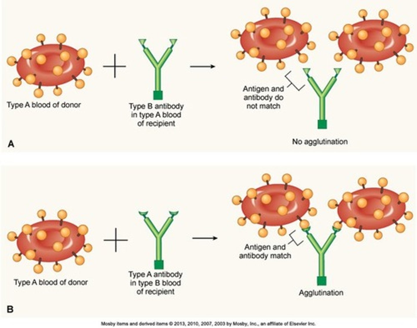 <p>Agglutination</p>