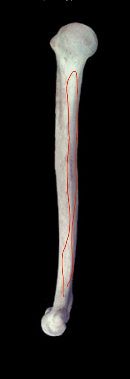 <p>What structure is this?</p>