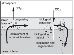 <p>What is the Biological Pump and how much CO2 does it account for in the ocean?</p>