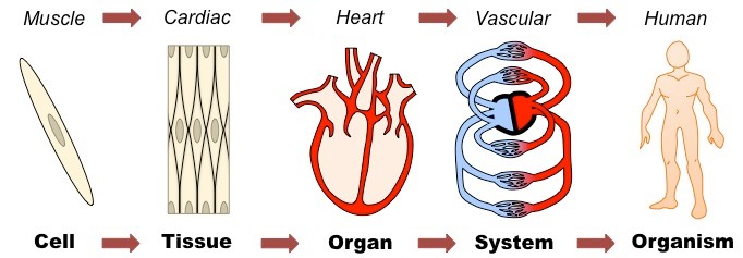 <p>Cells → Tissues → Organs → Organ Systems (digestive system, nervous system) → Organisms (human, cheetah, plant)</p>