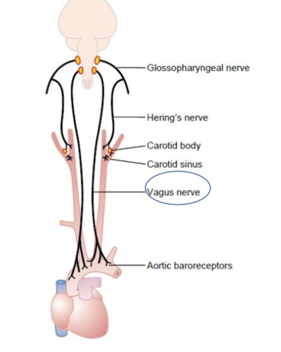 <p>Pharyngeal and laryngeal muscles</p>