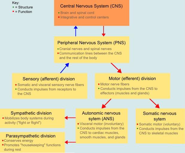 <p>The two divisions are the Parasympathetic NS and the Sympathetic NS.</p>