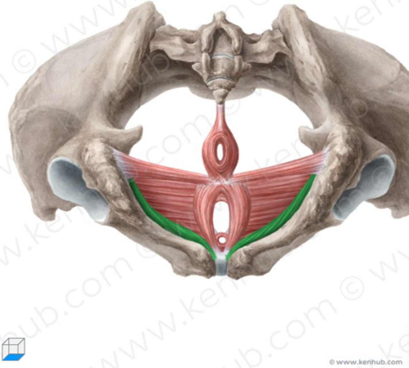 <p>Welke spier is dit?</p>