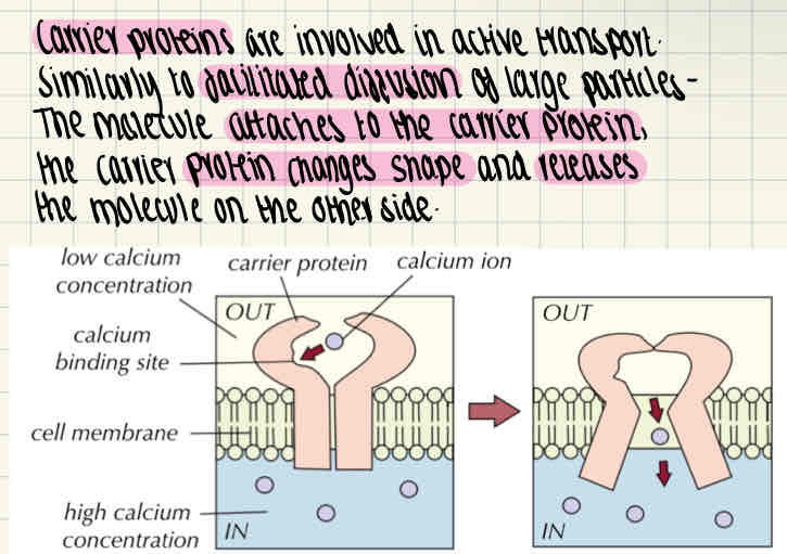 knowt flashcard image