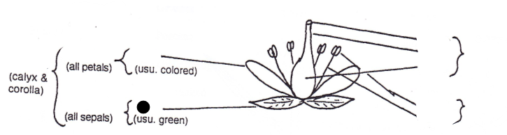 <p>Part of flower?</p>