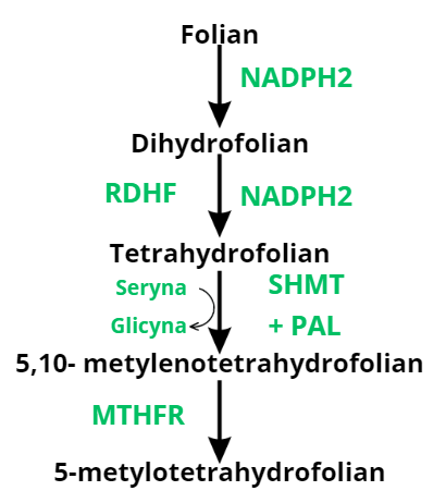 <p>Folian przy wykorzystaniu NADPH2, zamienia się w dihydrofolian, który również przy wykorzystaniu NADPH2 i RDHF przemienia się w tetrahydrofolian. Następnie dzięki wykorzystaniu enzymu SHMT i PAL przemienia się w 5,10-metylenotetrahydrofolian, co skutkuje przemianą seryny w glicynę.  Ostatecznie 5,10-metylenotetrahydrofolian przy wykorzystaniu MTHR zamienia się w 5-metylotetrahydrofolian (aktywną formę kwasu foliowego) </p>