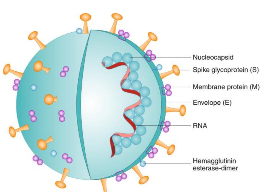 <p>Non-living particles, as they cannot reproduce by themselves, Contain DNA or RNA, Some are surrounded by a protein coat and/or a lipid envelope, Some viruses have protein spikes on their surface e.g. COVID-19</p>