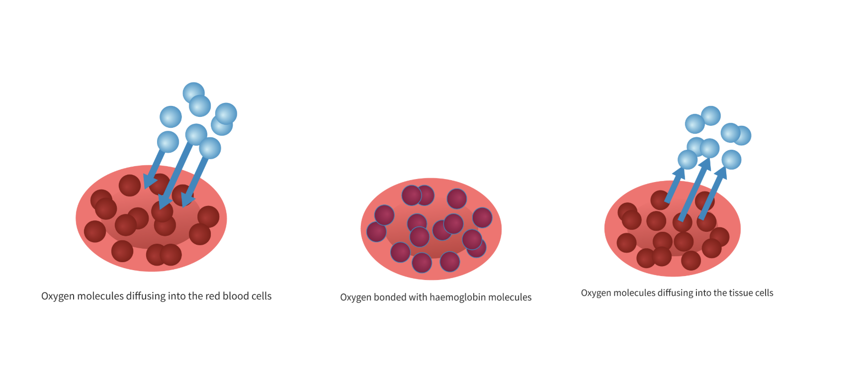 <ul><li><p>Transports oxygen from lungs to body tissue</p></li><li><p>They contain haemoglobin, a protein that gives red blood cells their colour, and helps transport oxygen around the body</p><ul><li><p>Haemoglobin binds with oxygen when oxygen levels are high (in the lungs) and releases oxygen when the levels are low (in respiring cells)</p></li></ul></li></ul><p></p>