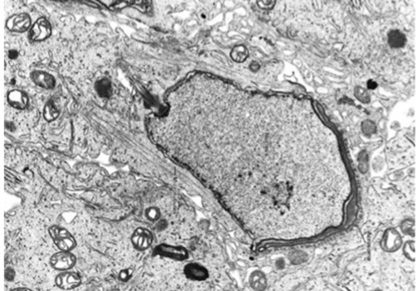 <p>used to move the cell</p>