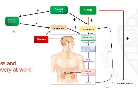 <p>a. effective distraction (reduces rumination, enhances internal state)</p><p>b. feel-good-effect ~ self-efficacy &amp; brain hormones (antidepressant effect)</p><p>c. better physiological recovery from stress</p><p>d. use of extra energy (that might be there due to stress)</p><p>e. better sleep</p>